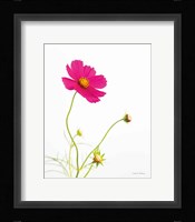 Magenta Cosmos I Framed Print