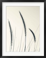 Field Grasses IV Fine Art Print