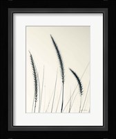 Field Grasses IV Framed Print