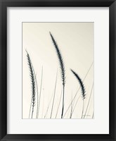 Field Grasses IV Framed Print