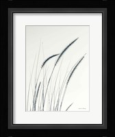 Field Grasses III Framed Print