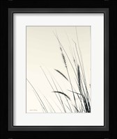 Field Grasses II Framed Print