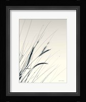 Field Grasses I Framed Print