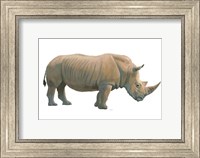 Wild and Free III Fine Art Print