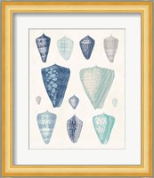 Blue Shell Assortment II Fine Art Print