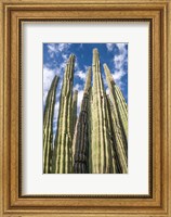 Tall Garden of Cactus Fine Art Print