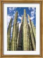 Tall Garden of Cactus Fine Art Print