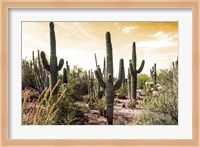 Cactus Field Under Golden Skies Fine Art Print