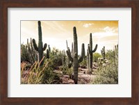 Cactus Field Under Golden Skies Fine Art Print