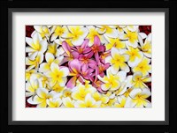 Floating Petals Fine Art Print