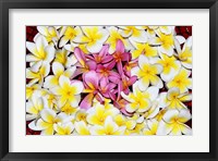 Floating Petals Fine Art Print