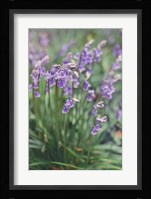 Spring Flowers Fine Art Print