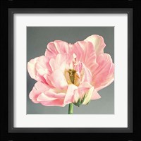 Pink Bloom Fine Art Print
