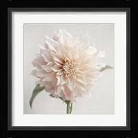 White Bloom From The Garden Fine Art Print