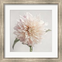 White Bloom From The Garden Fine Art Print