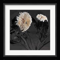 Sunflowers I Fine Art Print