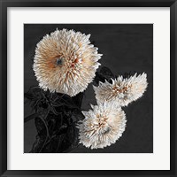 Sunflowers II Framed Print