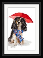 King Charles Spaniel In The Rain Fine Art Print