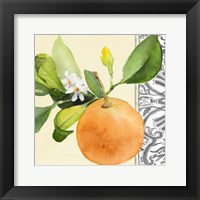 Orange Blossoms II Framed Print
