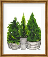 Evergreens in Galvanized Tins Fine Art Print