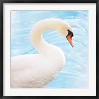 White Swan Fine Art Print