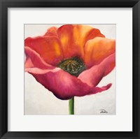 Poppy Flower I Framed Print