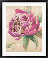 Beautiful Bouquet of Peonies in Pink II Fine Art Print