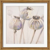 Poppy Seeds I Fine Art Print