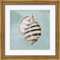 Modern Shell on Teal I Fine Art Print