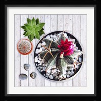 Two Succulents and A Cactus Fine Art Print