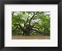 Angel Oak Tree Fine Art Print