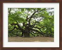 Angel Oak Tree Fine Art Print