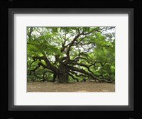 Angel Oak Tree Fine Art Print