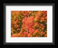 Fall Fury Fine Art Print