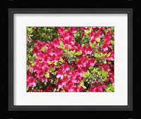 Nature's Finest Fine Art Print