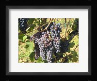 Time To Harvest Fine Art Print