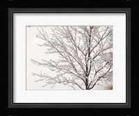 Winter Serenity Fine Art Print