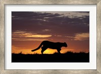Sunset Cougar Fine Art Print