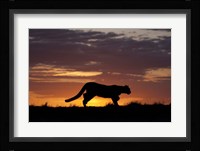 Sunset Cougar Fine Art Print