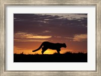 Sunset Cougar Fine Art Print