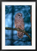 Barred Owl Fine Art Print