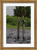 Brown Pelicans Fine Art Print