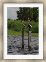 Brown Pelicans Fine Art Print