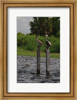 Brown Pelicans Fine Art Print