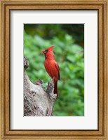 Cardinal Fine Art Print