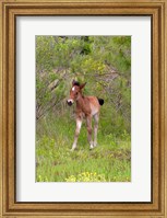 Corolla Colt Fine Art Print