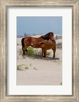 Corolla Mare and Yearling Fine Art Print