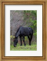 Corolla Stud Fine Art Print