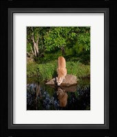 Cougar Drinking Fine Art Print