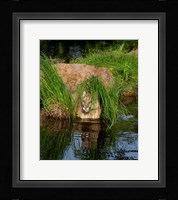 Cougar Fine Art Print